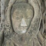 Ayutaya Bouddha dans les racines