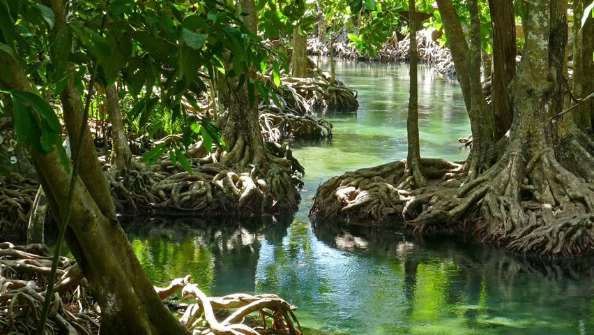 mangrove de Tha Pom
