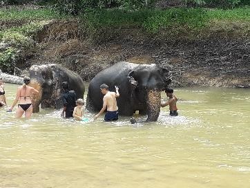 baignade avec les éléphants